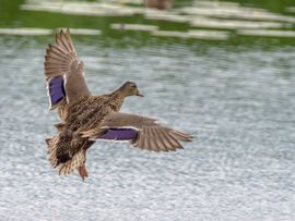 Cabin Crew prepare for landing 