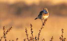 Blauwborst met zonsopkomst