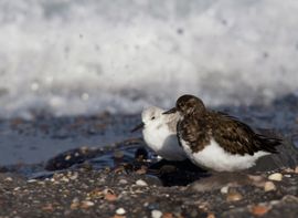 Vogels zoeken elkaar op