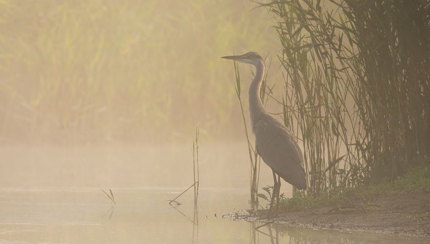 Blauwe reiger / Hans Peeters