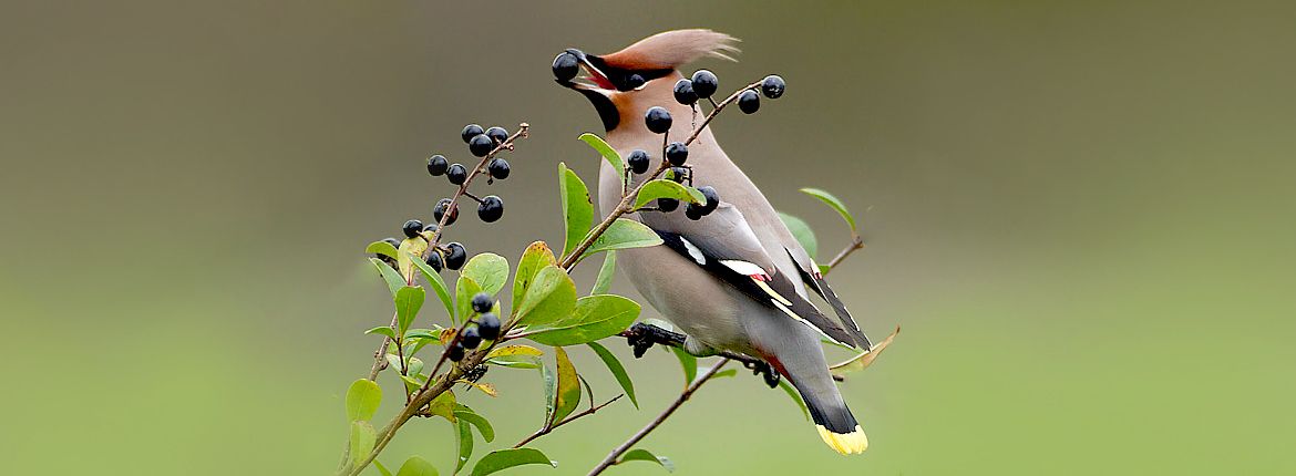 Pestvogel op liguster / Birdphoto