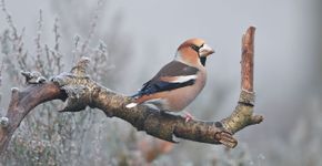 Appelvink / Vogelfotogalerij