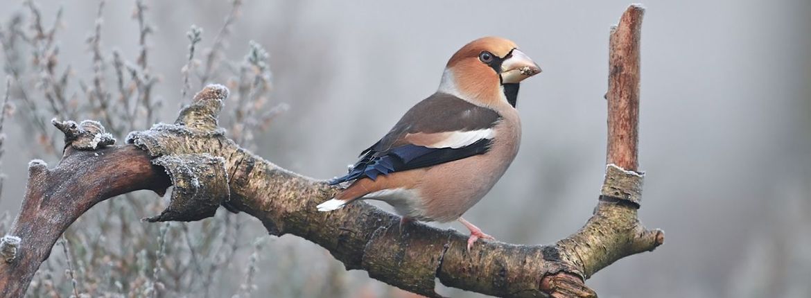 Appelvink / Vogelfotogalerij