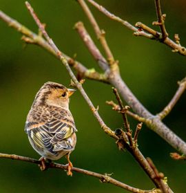 Verrassing in de voortuin