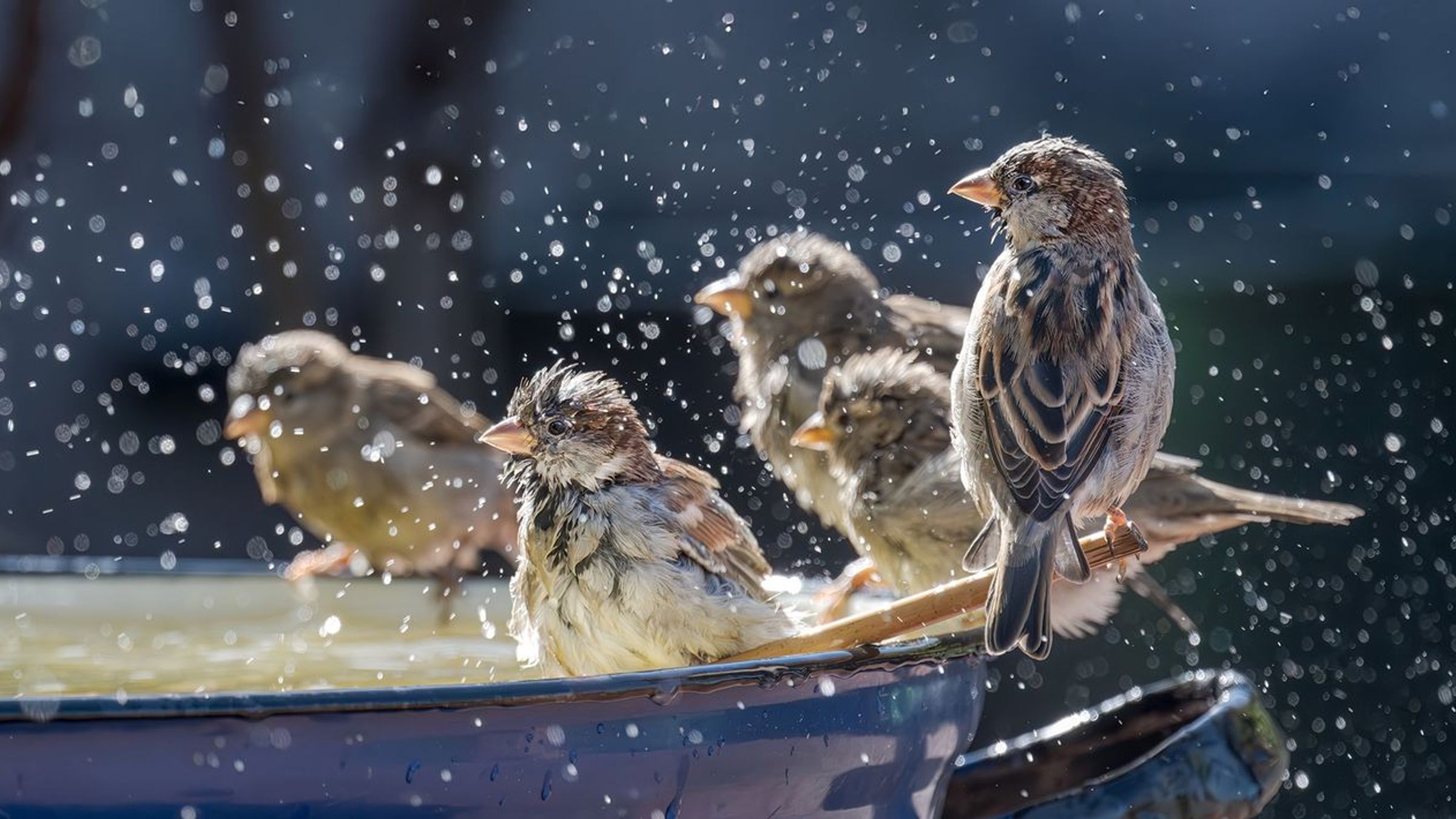 Huismus / Shutterstock
