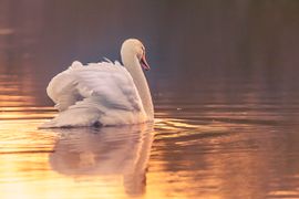 Golden hour of swan