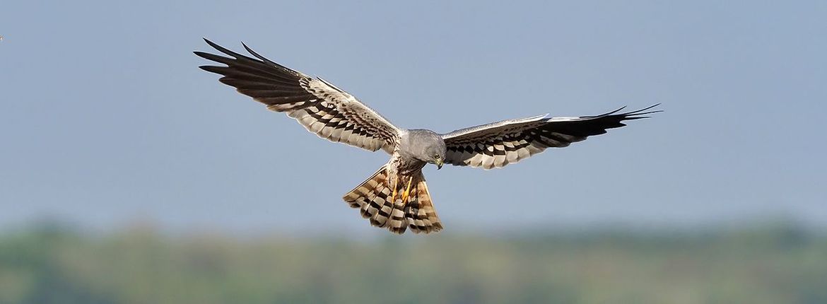 Grauwe kiekendief / Shutterstock