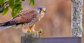 Torenvalk / Angèl in 't Veld, Fotogalerij