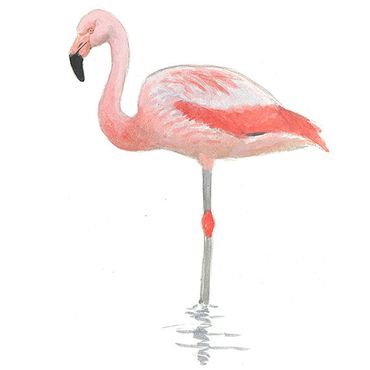 Chileense flamingo / Elwin van der Kolk