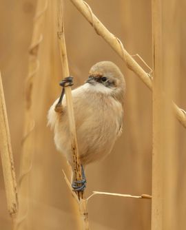 Buidelmees in het riet