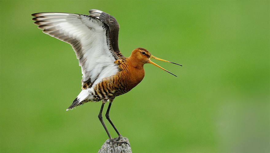 IJslandse grutto / Jelle de Jong