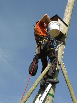 Roy klimt in de paal / Kelly