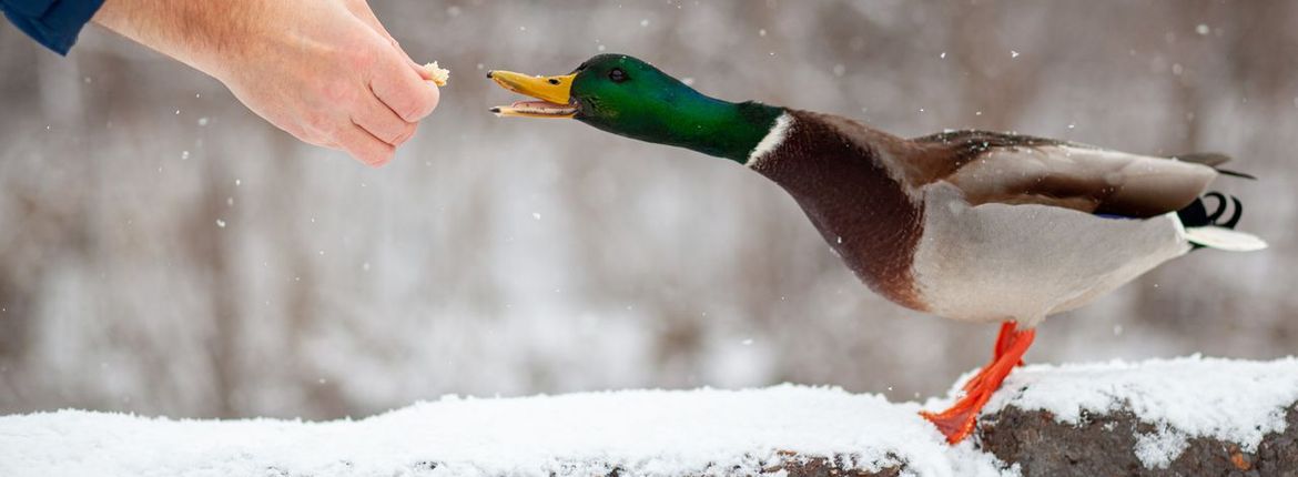 Rot Afwijzen Beschietingen Mogen we nog eendjes voeren? | Vogelbescherming