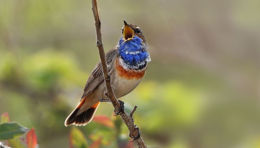 Blauwborst / Ruwan Aluvihare