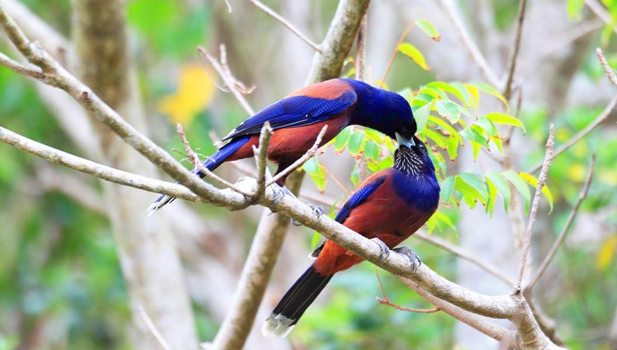 Lidths gaai / Shutterstock