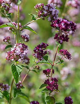 Wilde marjolein / Shutterstock