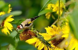 Putter op zonnebloem