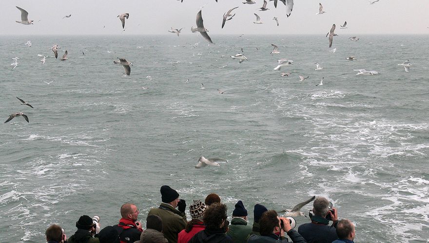 Pelagische tocht / Hans Peeters