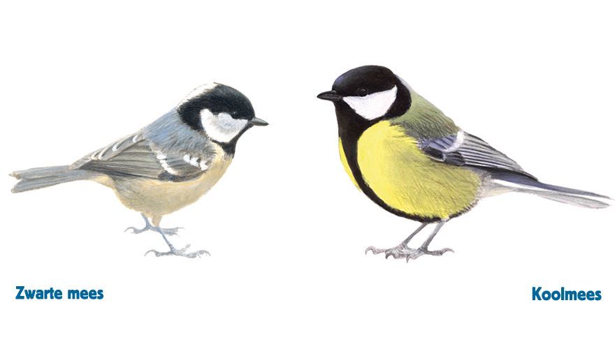 Zwarte mees en koolmees / Elwin van der Kolk