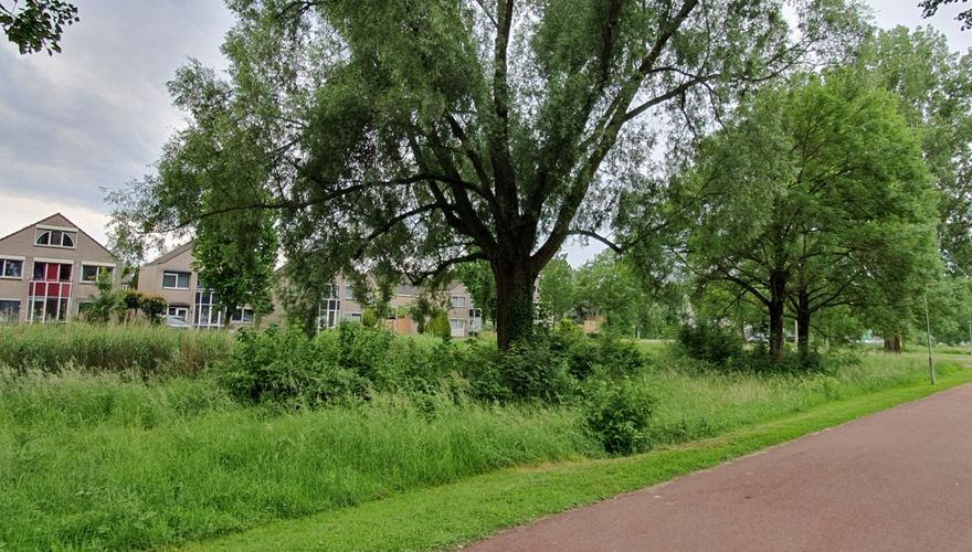 Struweelvorming onder bomen