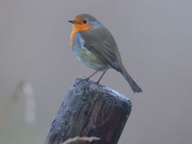 Roodborst in een mistig Polderlandschap