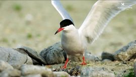 Videostill Studio Meer IJsselmeer - visdief