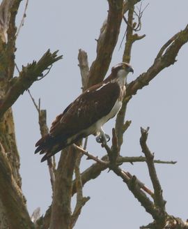 Slanke schoonheid op de lens