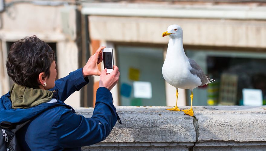 Fotograferen / Shutterstock