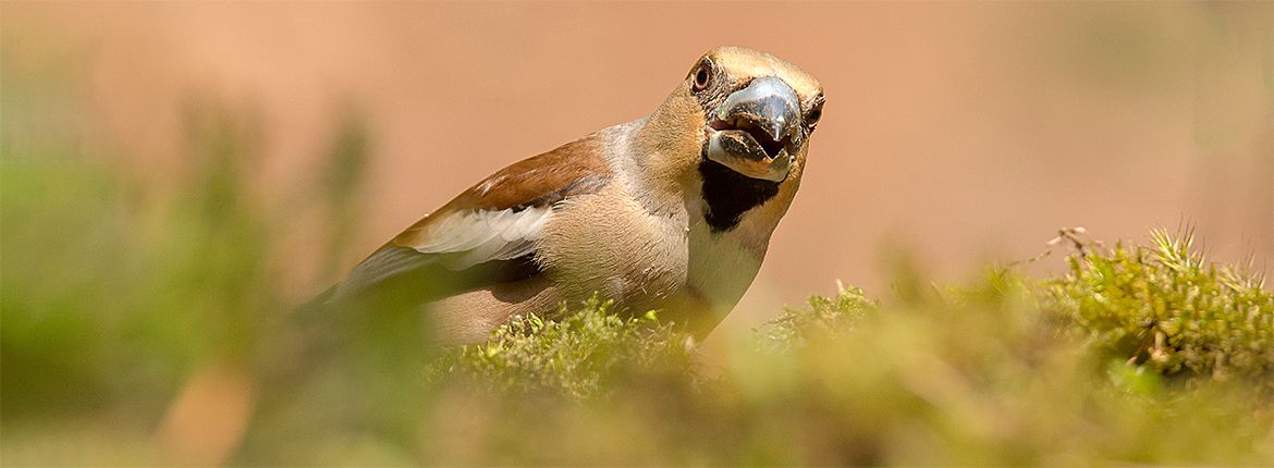 Appelvink / Hans Peeters