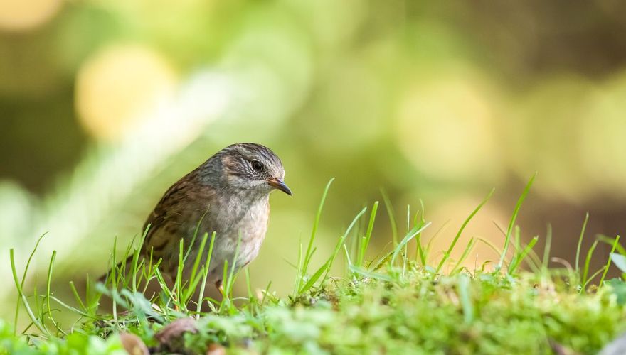 Heggenmus / Shutterstock