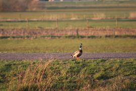 Wilde Eend (x parkeend) Woerd Op De Dijk