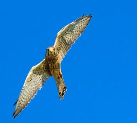 Torenvalk kijkt me recht in de ogen.