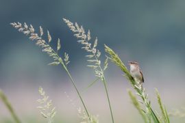 Eind van de lente