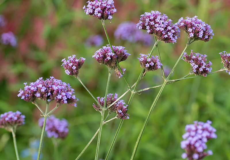 Verbena / Hans Peeters