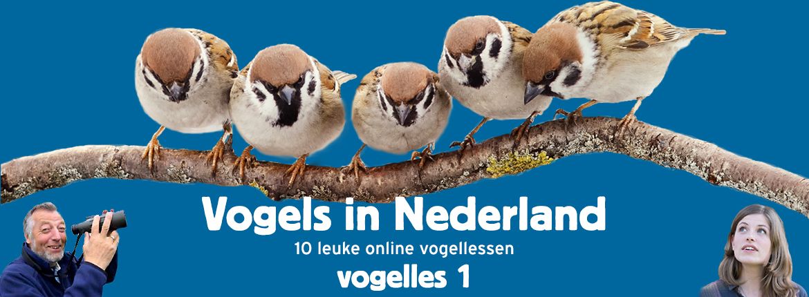 Vogels in Nederland - Vogelles 1