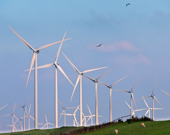 Windturbines met trekvogels / Shutterstock