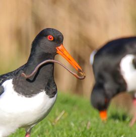 Scholekster met een lekker maaltje