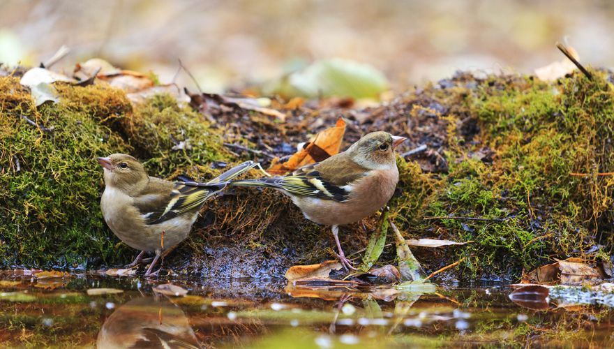 Vink / Shutterstock