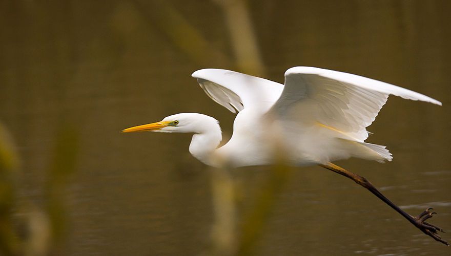 Grote zilverreiger / Hans Peeters