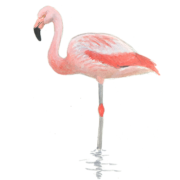 Chileense flamingo / Elwin van der Kolk