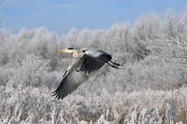 onze blauwe reiger in de vlucht op een winterse ochtend vol met rijp