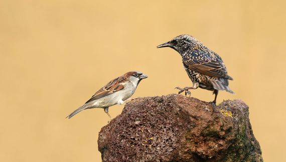 Spreeuw en huismus / Alois van Mingeroet