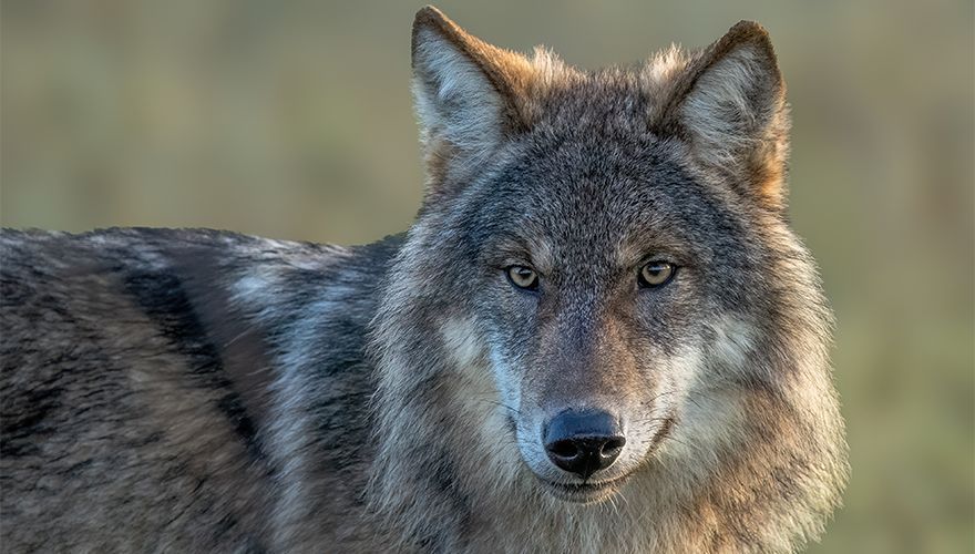 Wolf / Wouter Roepel