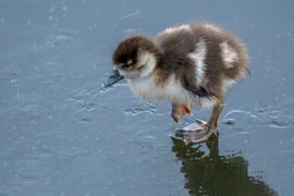 Een vroege vogel!