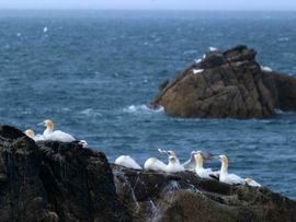 Jan van Genten op het eiland Rouzic 