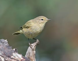 Hillebrand Keun - Tjiftjaf