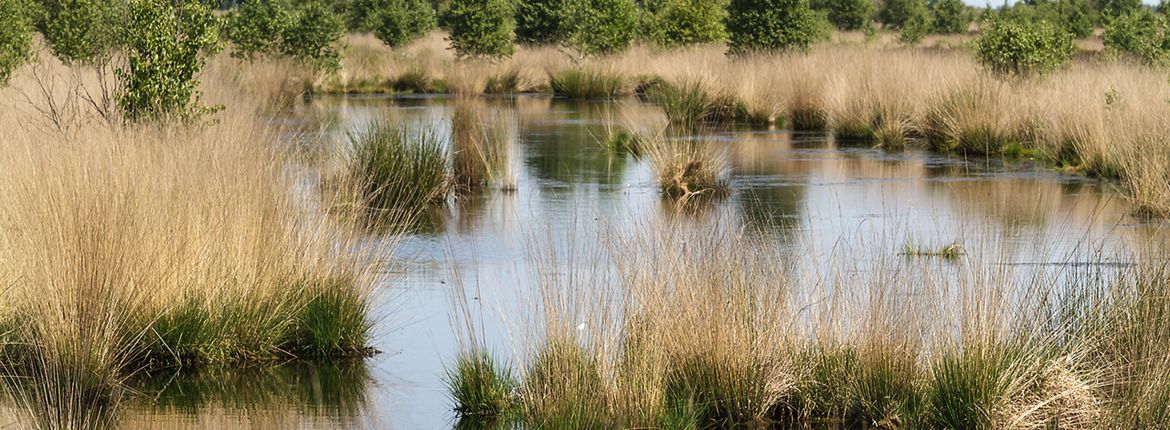 Bargerveen / Shutterstock