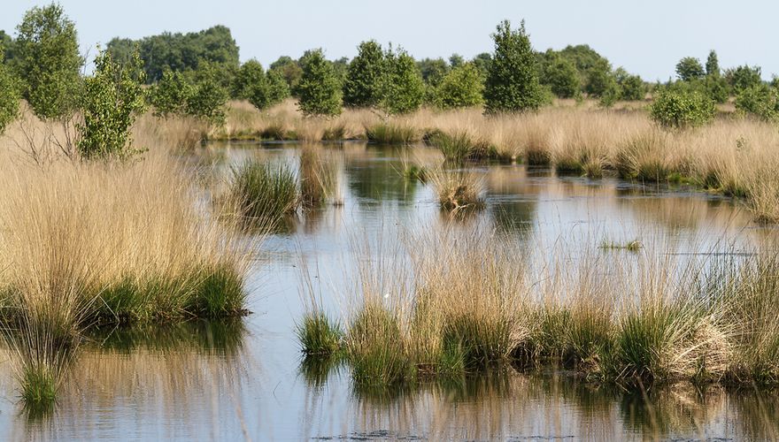 Bargerveen / Shutterstock