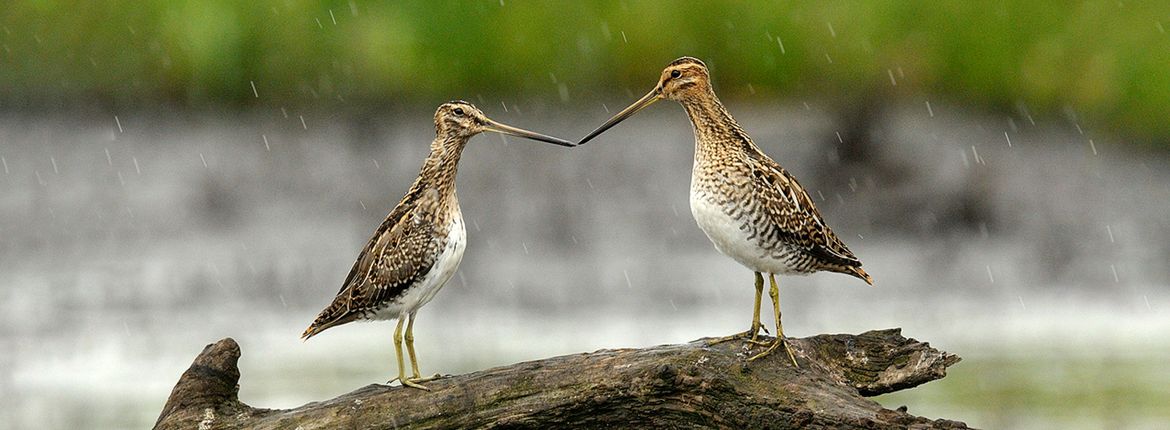 Watersnip / Jelle de Jong