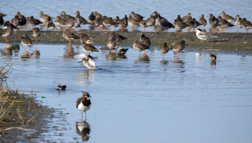 Balgzandpolder hoogwatervluchtplaats / Hans Peeters